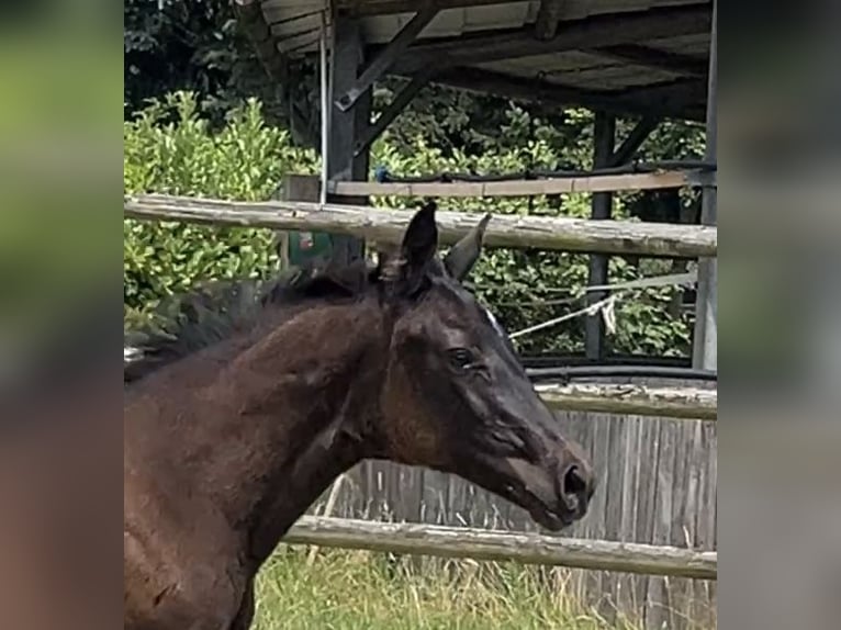 Hanoverian Mare 1 year Black in Kevelaer