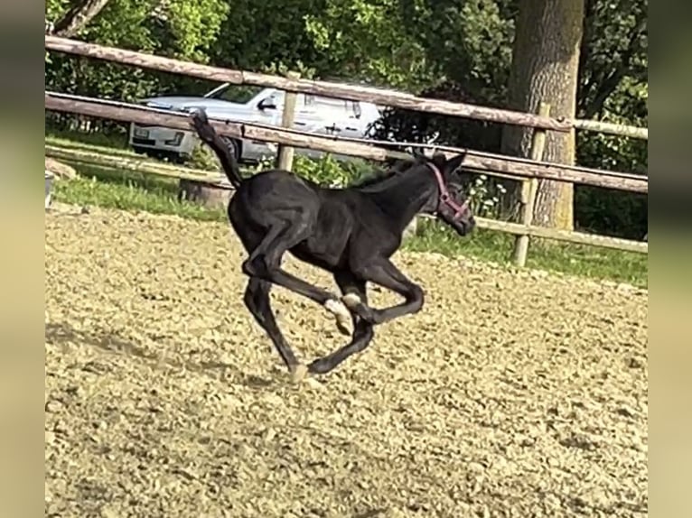 Hanoverian Mare 1 year Black in Kevelaer