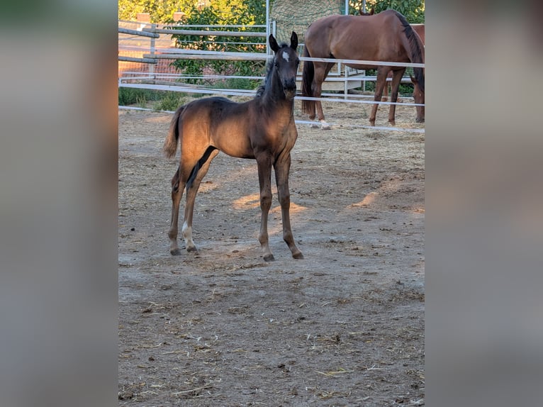 Hanoverian Mare 1 year Black in Meisenheim