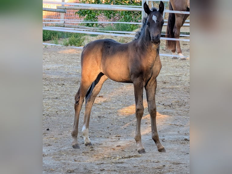 Hanoverian Mare 1 year Black in Meisenheim