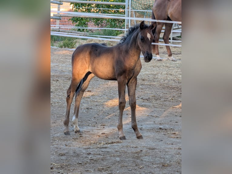 Hanoverian Mare 1 year Black in Meisenheim