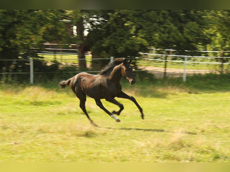 Hanoverian Mare 1 year Black in Müden (Aller)