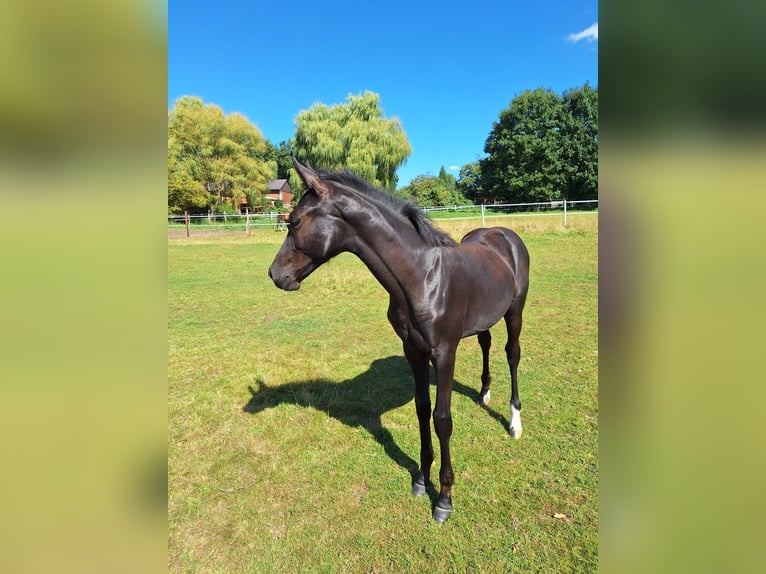 Hanoverian Mare 1 year Black in Müden (Aller)