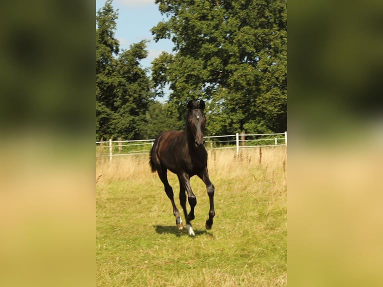 Hanoverian Mare 1 year Black in Müden (Aller)