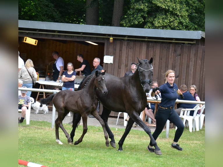 Hanoverian Mare 1 year Black in Müden (Aller)
