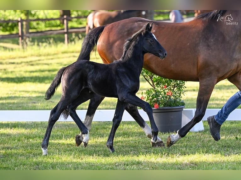 Hanoverian Mare 1 year Black in Breddorf