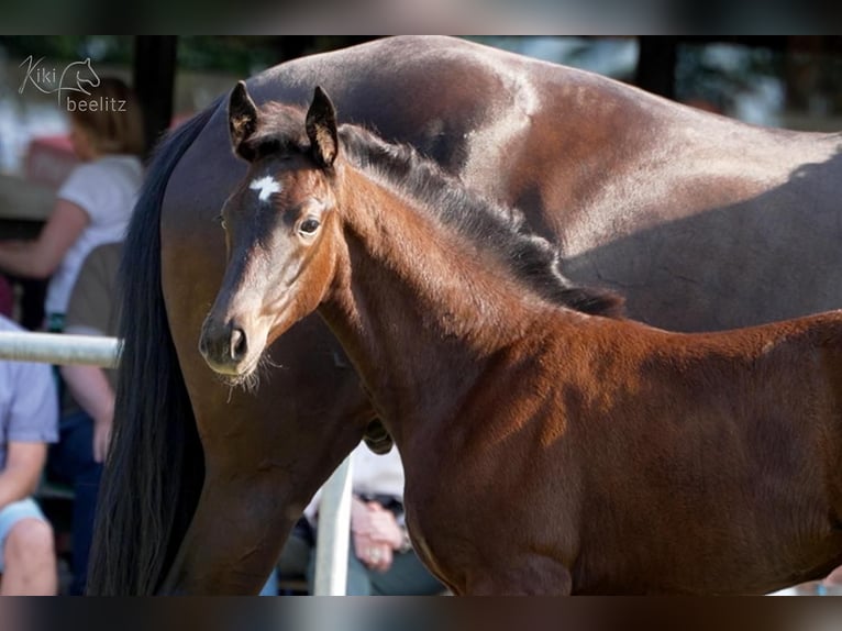 Hanoverian Mare 1 year Black in Breddorf