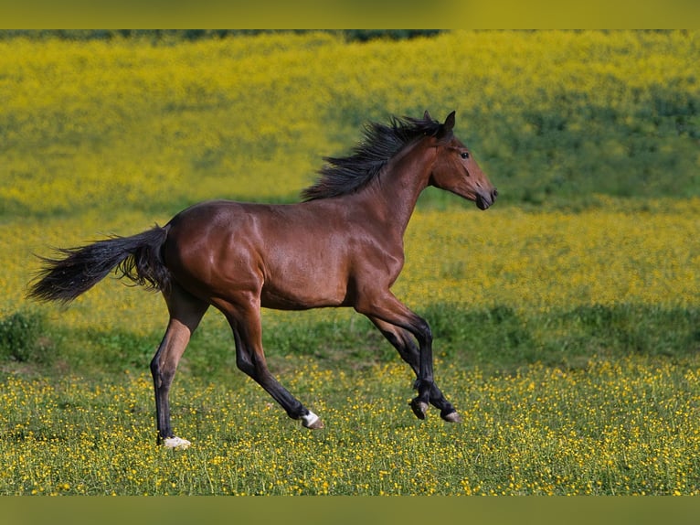 Hanoverian Mare 1 year Brown in Burladingen