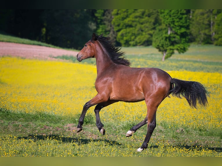 Hanoverian Mare 1 year Brown in Burladingen