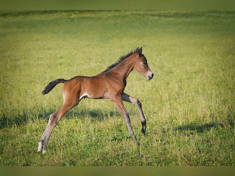 Hanoverian Mare 1 year Brown in Burladingen