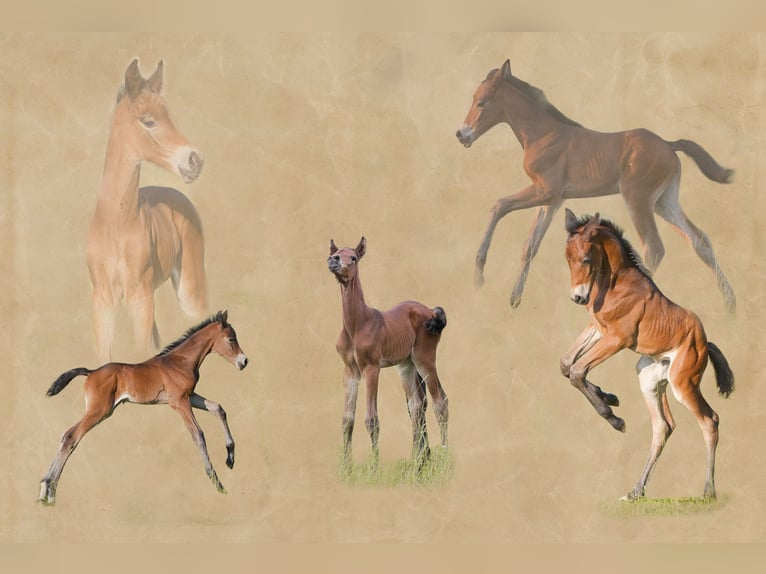 Hanoverian Mare 1 year Brown in Burladingen