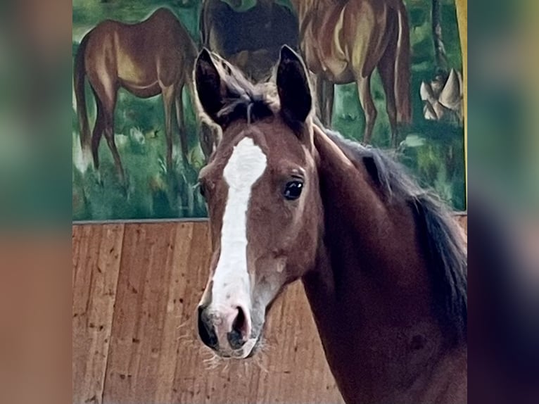 Hanoverian Mare 1 year Brown in Rees