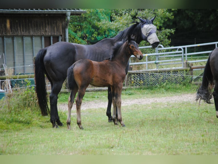 Hanoverian Mare 1 year Brown in Hagen