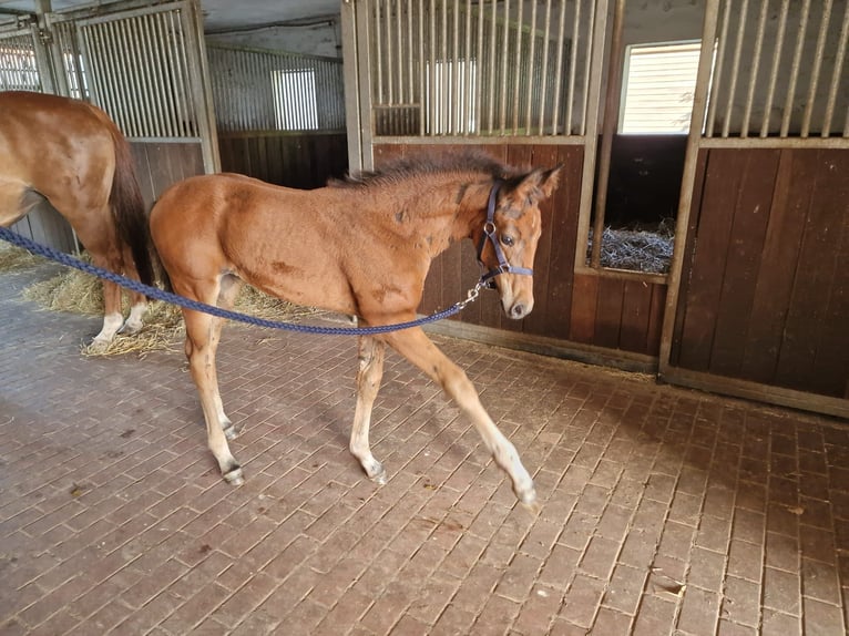 Hanoverian Mare 1 year Brown in Hemer