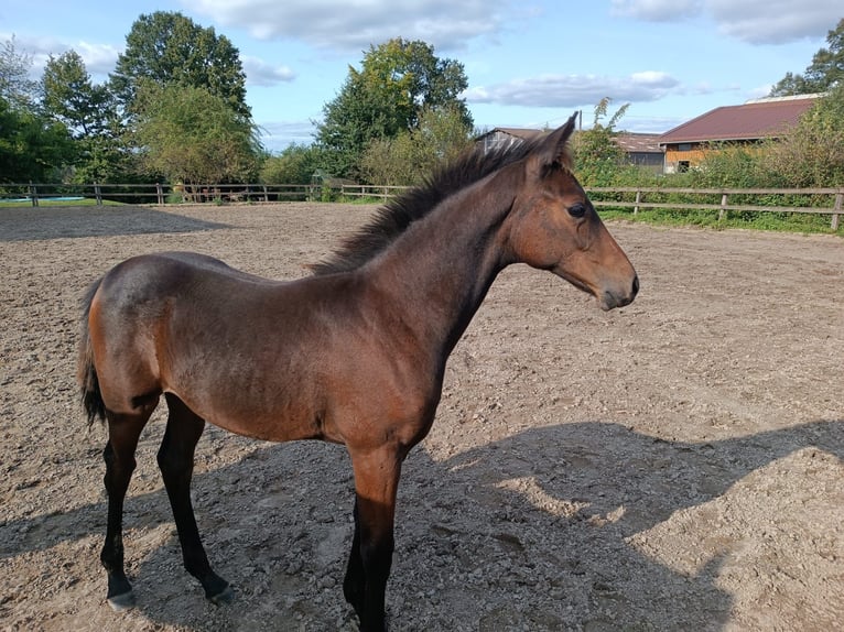 Hanoverian Mare 1 year Brown in Hemer