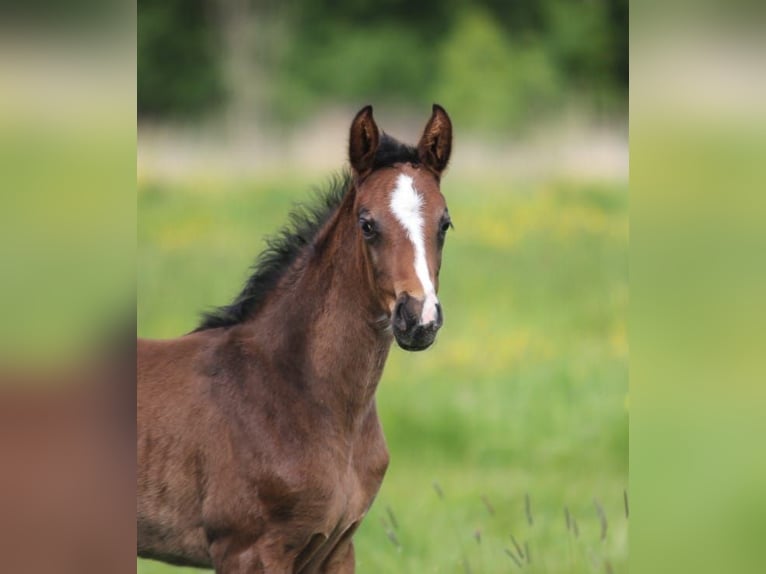 Hanoverian Mare 1 year Brown in Ostercappeln
