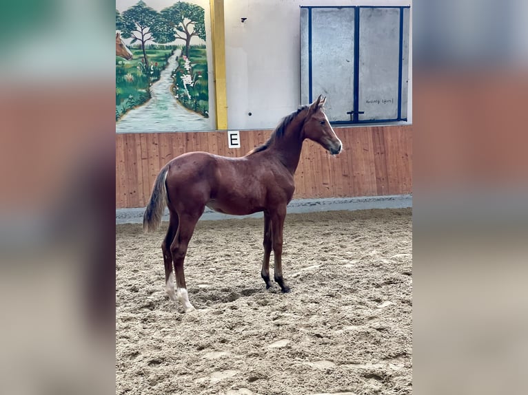 Hanoverian Mare 1 year Brown in Rees