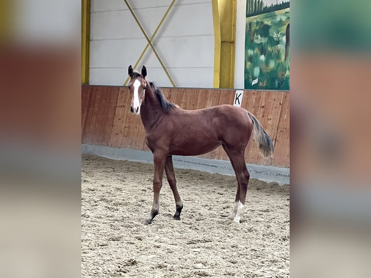 Hanoverian Mare 1 year Brown in Rees