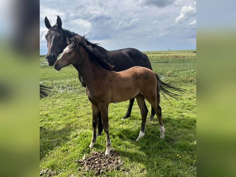 Hanoverian Mare 1 year Brown in Balje