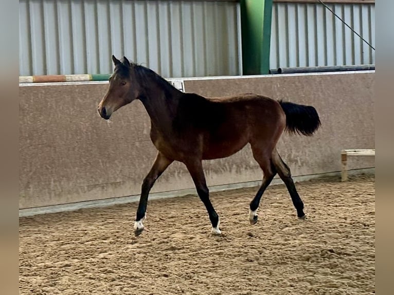 Hanoverian Mare 1 year Brown in Stöckse