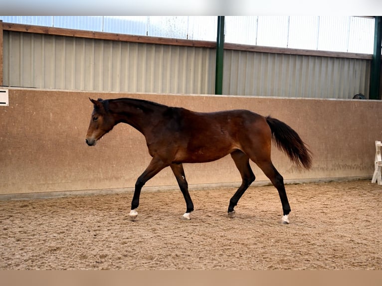 Hanoverian Mare 1 year Brown in Stöckse