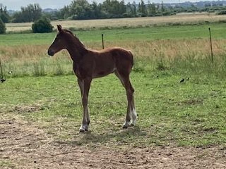 Hanoverian Mare 1 year Brown-Light in Neukalen