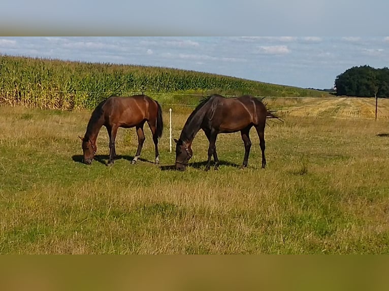 Hanoverian Mare 1 year Brown in Barger-Compascuum