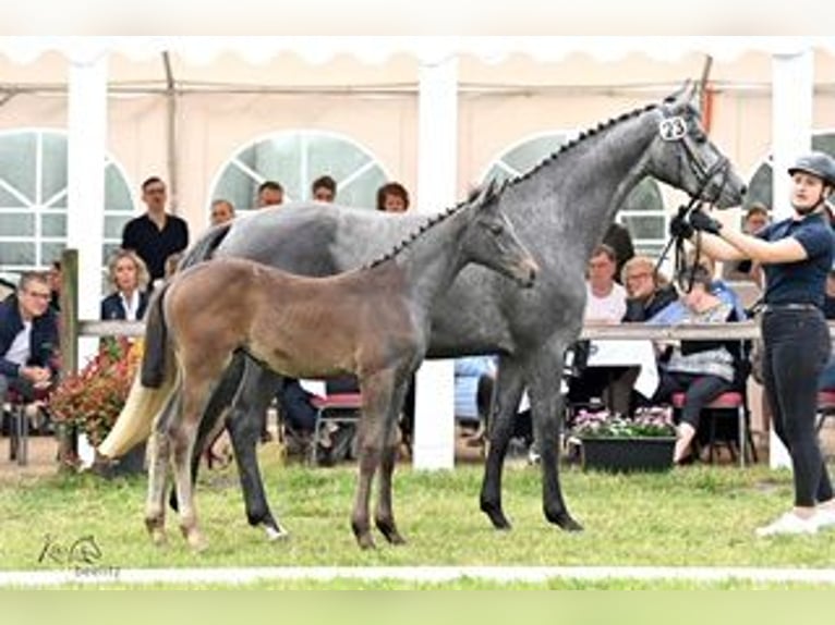 Hanoverian Mare 1 year Brown in Weyhe