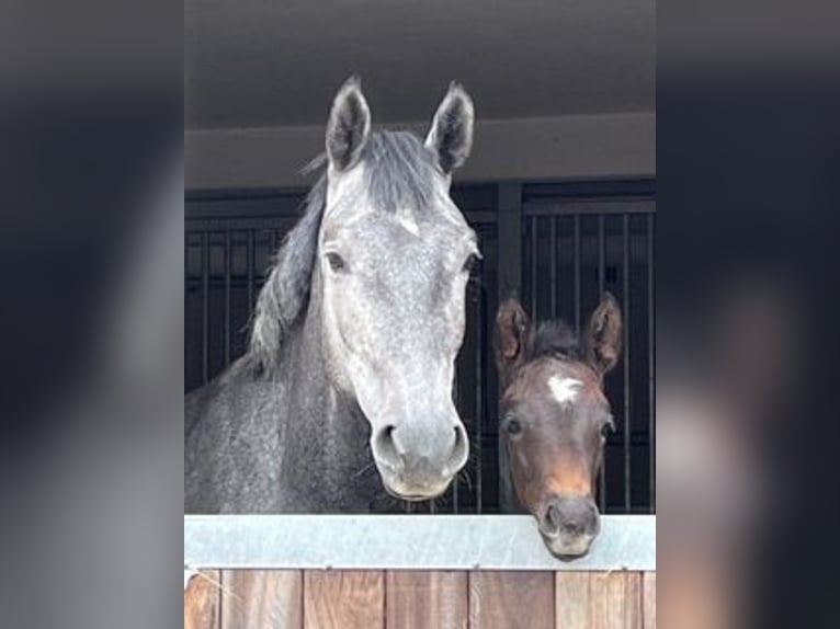 Hanoverian Mare 1 year Brown in Weyhe