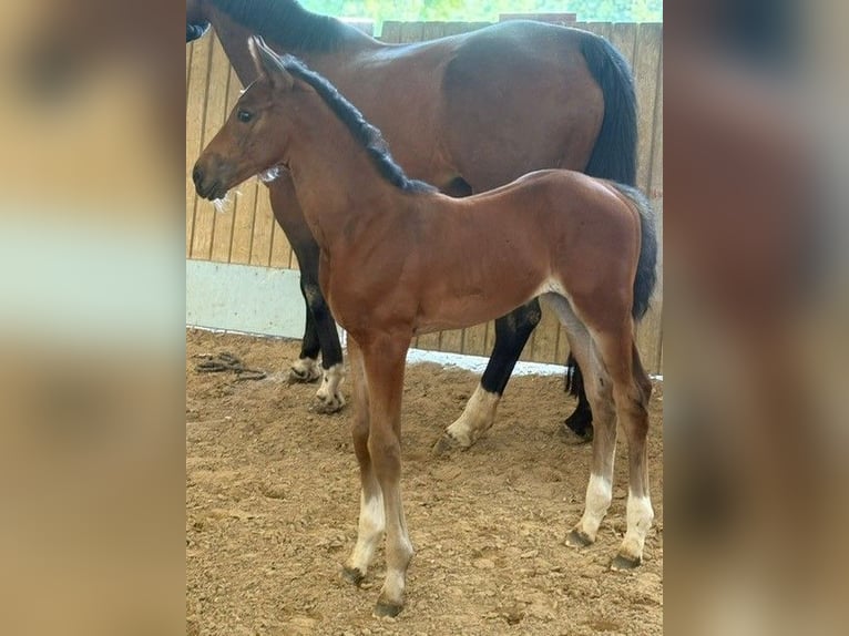 Hanoverian Mare 1 year Brown in Rommerskirchen