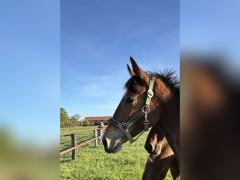 Hanoverian Mare 1 year Brown in Wahrenholz