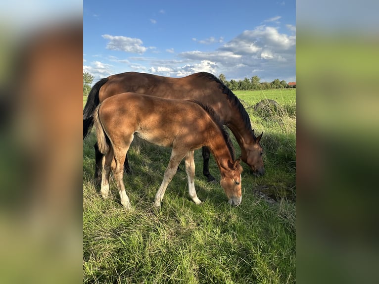 Hanoverian Mare 1 year Brown in Wahrenholz