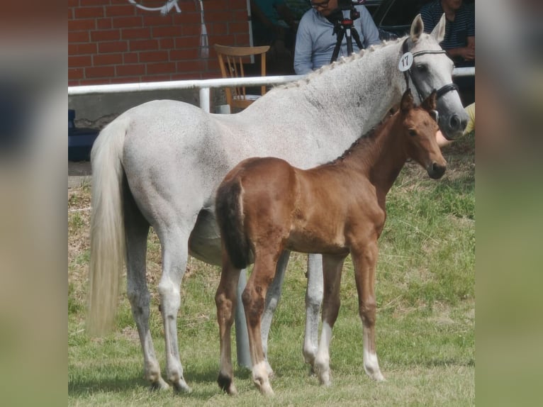 Hanoverian Mare 1 year Can be white in Bleckede
