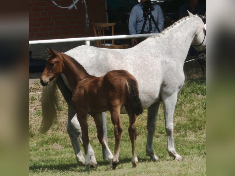 Hanoverian Mare 1 year Can be white in Bleckede