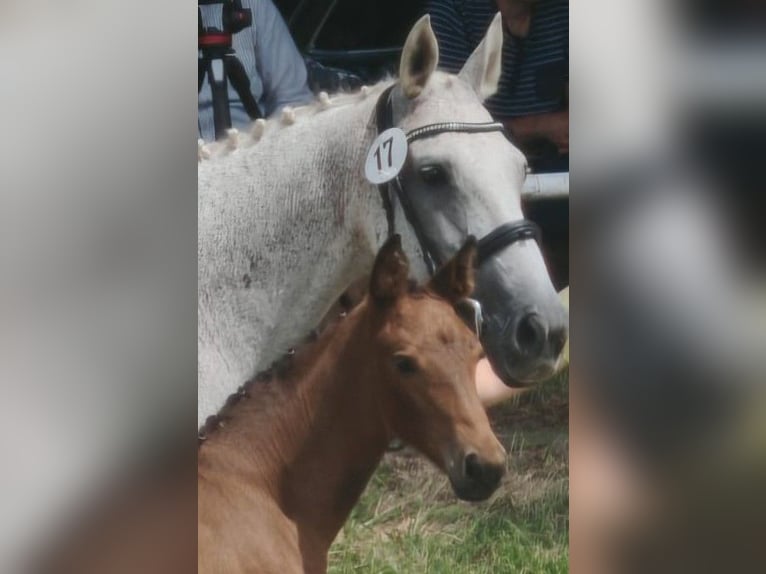 Hanoverian Mare 1 year Can be white in Bleckede