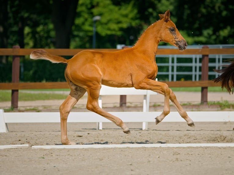 Hanoverian Mare 1 year Chestnut in Bernau