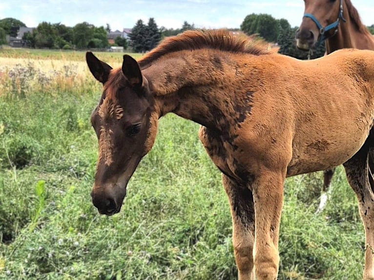 Hanoverian Mare 1 year Chestnut in Bernau
