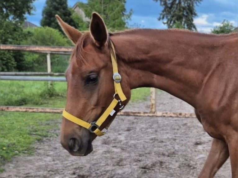 Hanoverian Mare 1 year Chestnut in Bernau bei Berlin