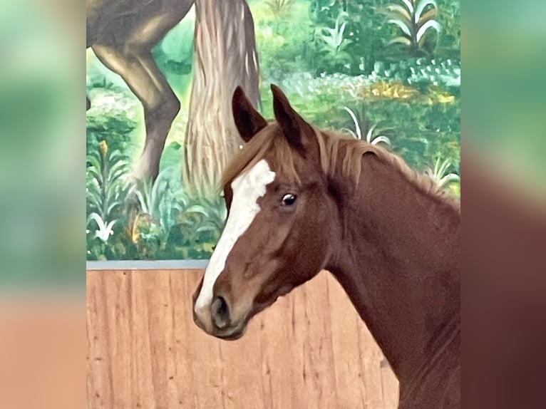 Hanoverian Mare 1 year Chestnut-Red in Rees