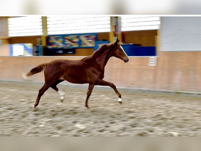 Hanoverian Mare 1 year Chestnut-Red in Rees