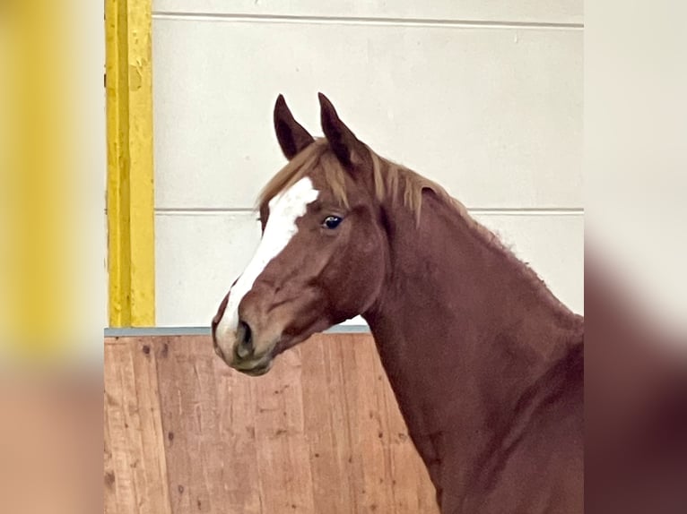 Hanoverian Mare 1 year Chestnut-Red in Rees