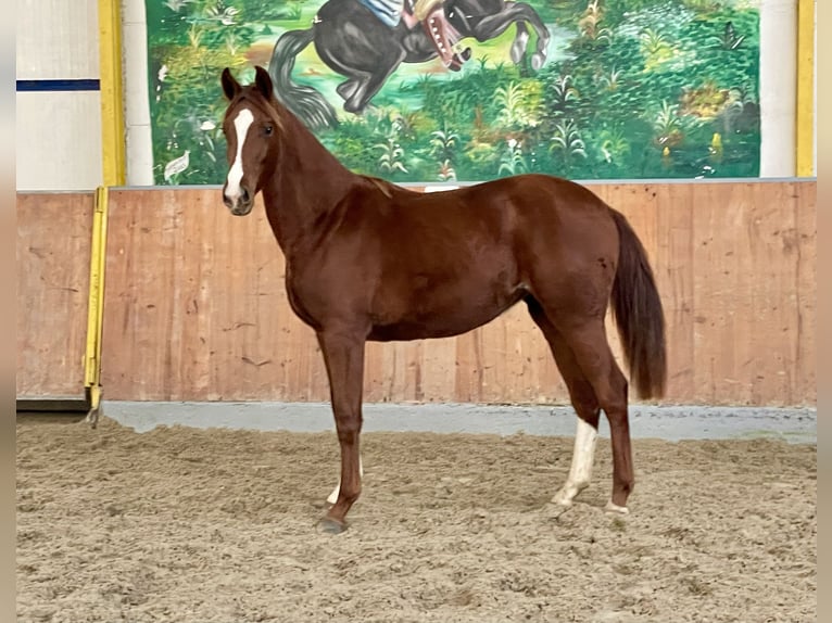 Hanoverian Mare 1 year Chestnut-Red in Rees