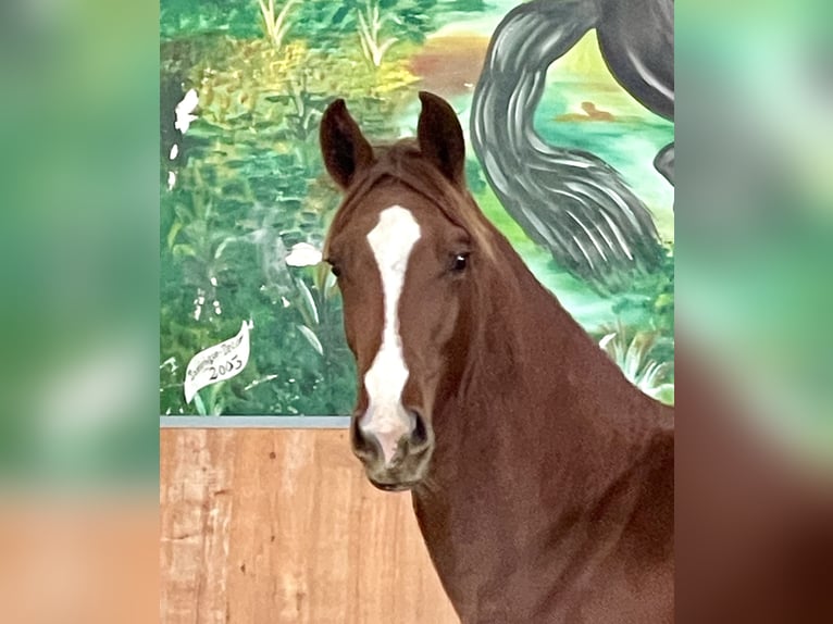 Hanoverian Mare 1 year Chestnut-Red in Rees