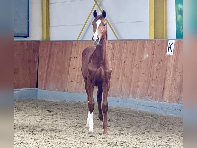 Hanoverian Mare 1 year Chestnut-Red in Rees