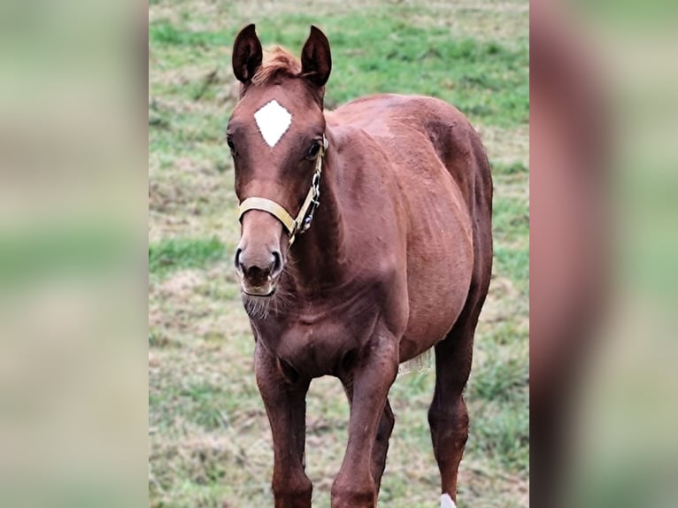 Hanoverian Mare 1 year Chestnut-Red in Havelaue