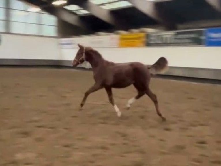 Hanoverian Mare 1 year Chestnut-Red in Verden (Aller)