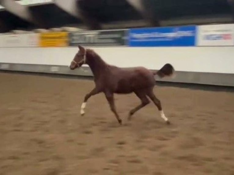 Hanoverian Mare 1 year Chestnut-Red in Verden (Aller)