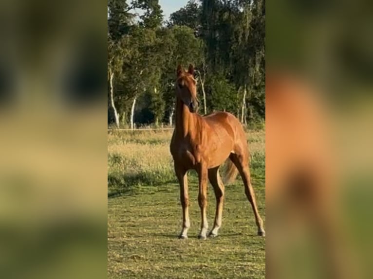 Hanoverian Mare 1 year Chestnut-Red in Hechthausen