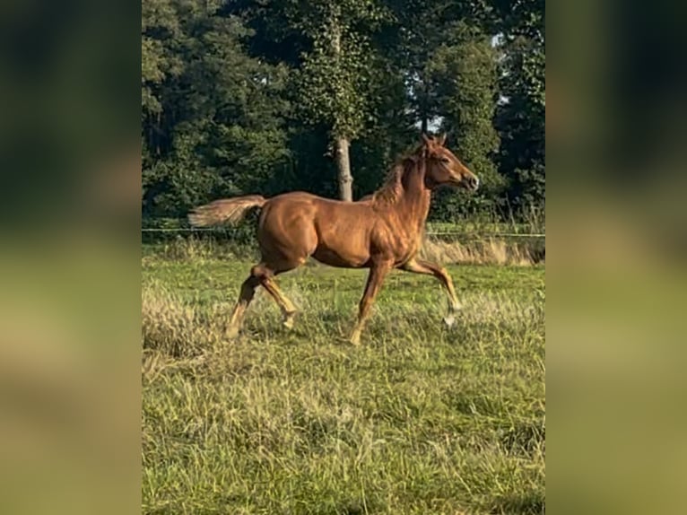 Hanoverian Mare 1 year Chestnut-Red in Hechthausen
