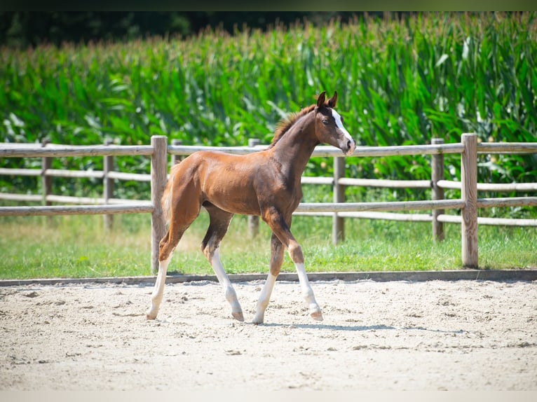 Hanoverian Mare 1 year Chestnut-Red in Voltlage